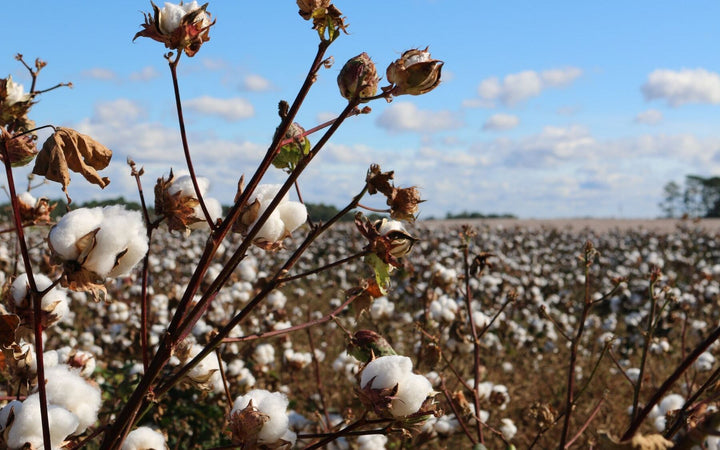 Top 5 health & environmental benefits of organic clothing